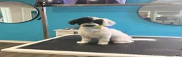 Maltipoo dogs for sale: Archie - Ad 1