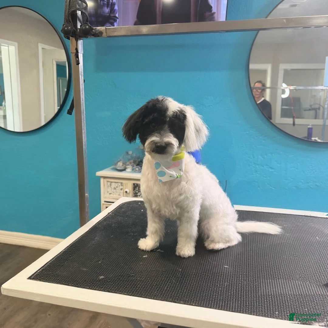 Maltipoo dogs for sale: Archie - Ad 1