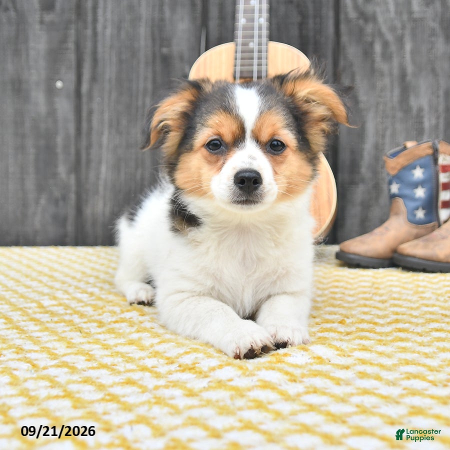 Chihuahua dogs Rascal - Ad 1