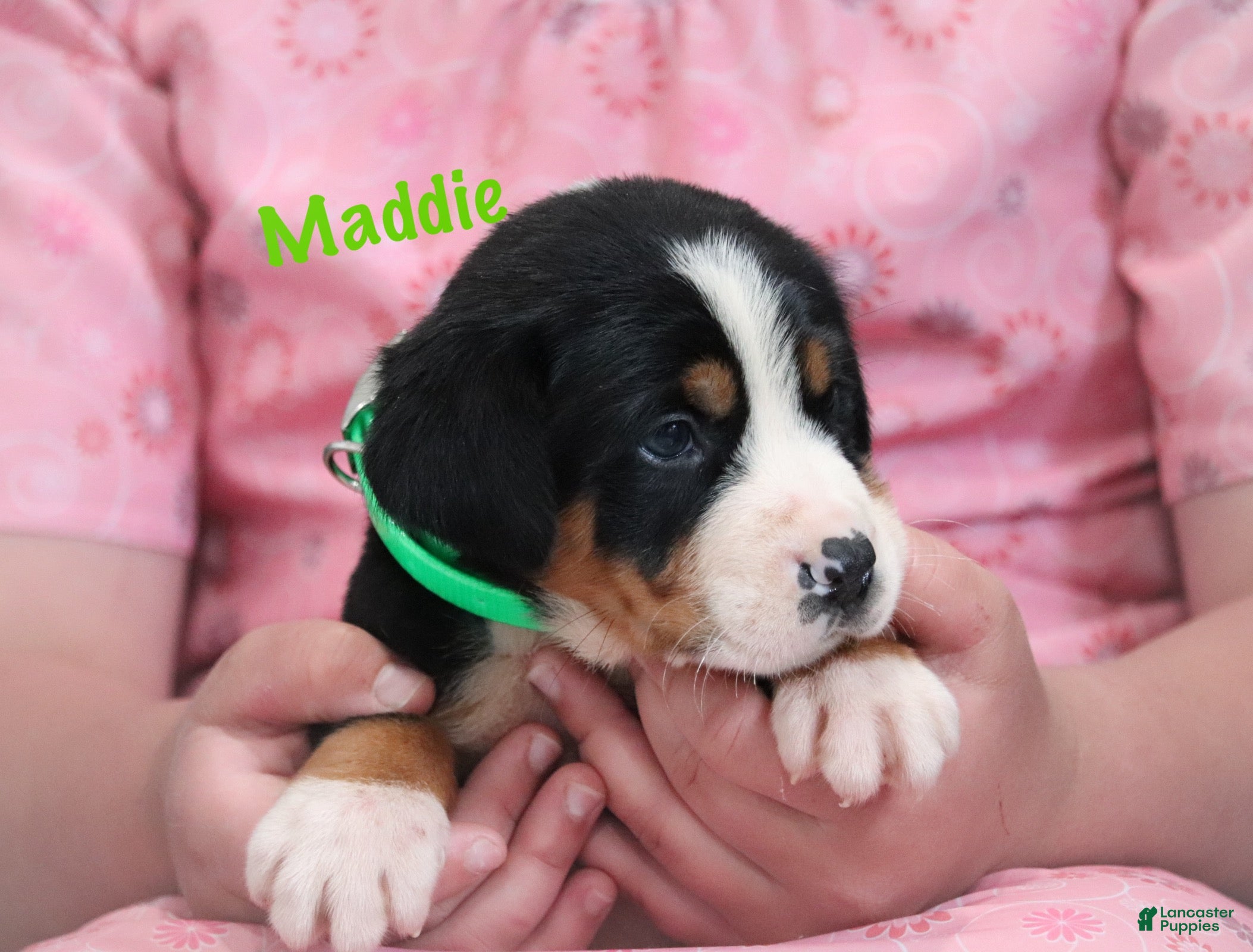 Greater Swiss Mountain Dog dogs Greater Swiss Mountain Dog Puppy 4 - Ad 2