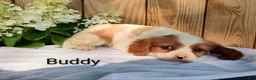 Cavalier King Charles Spaniel dogs for sale: Buddy - Ad 5