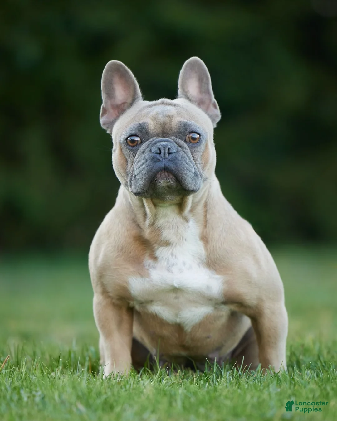 French Bulldog dogs for sale: Amy - Ad 8