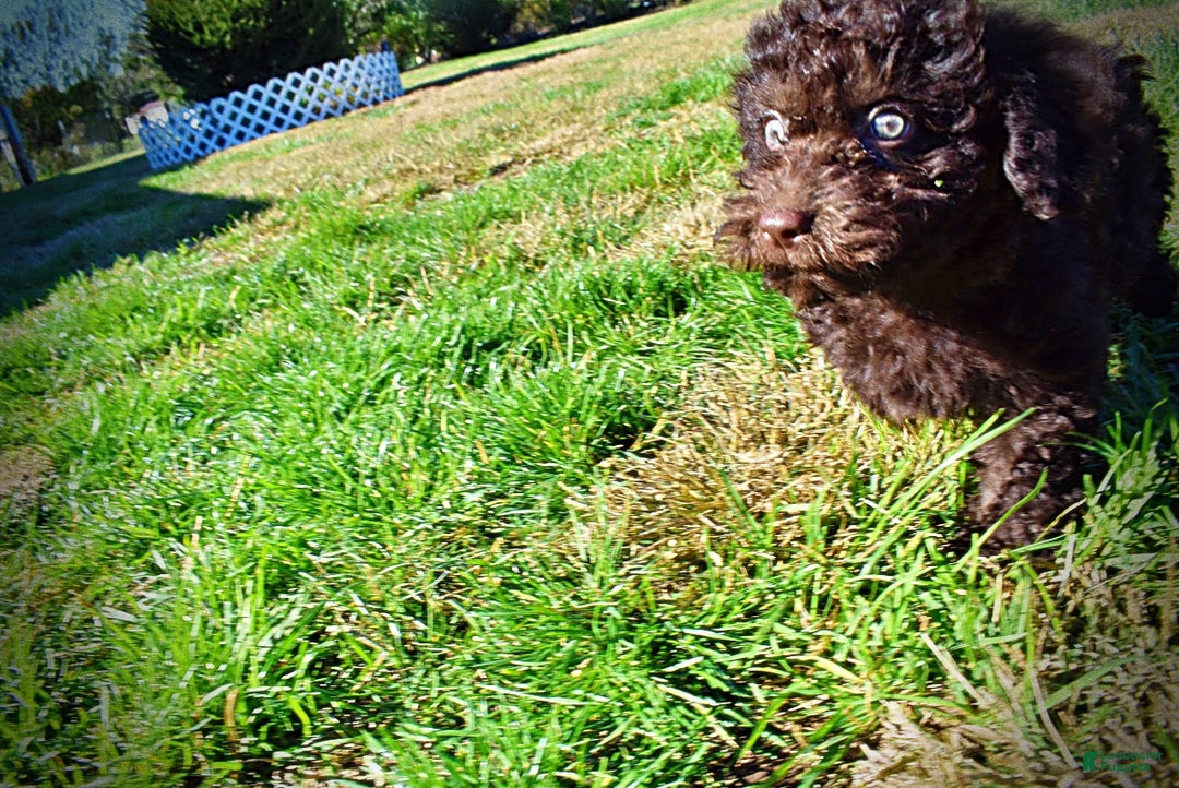 Havapoo dogs for sale: Izzy - Ad 13