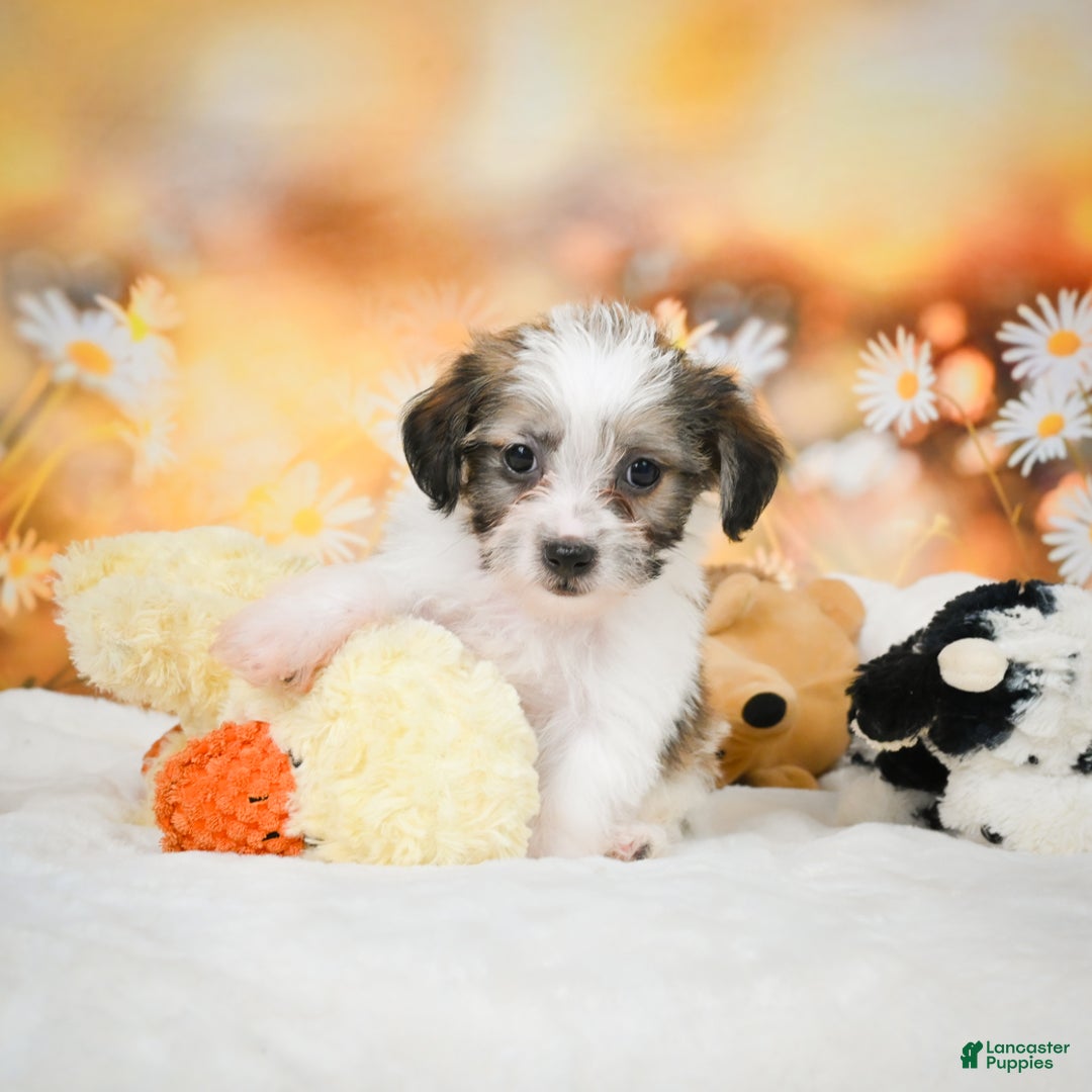 Yorkiepoo dogs for sale: Odal - Ad 6