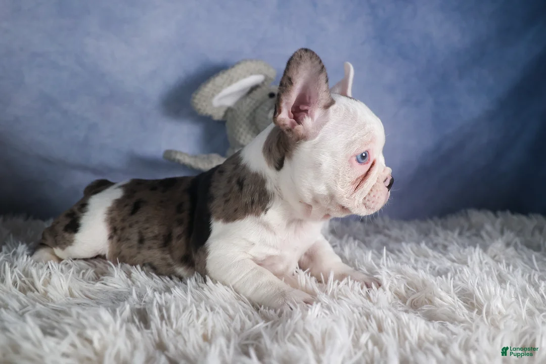 Frenchton dogs for sale: IZZY - Ad 13