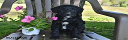 Goldendoodle dogs for sale: Cooper - Ad 3