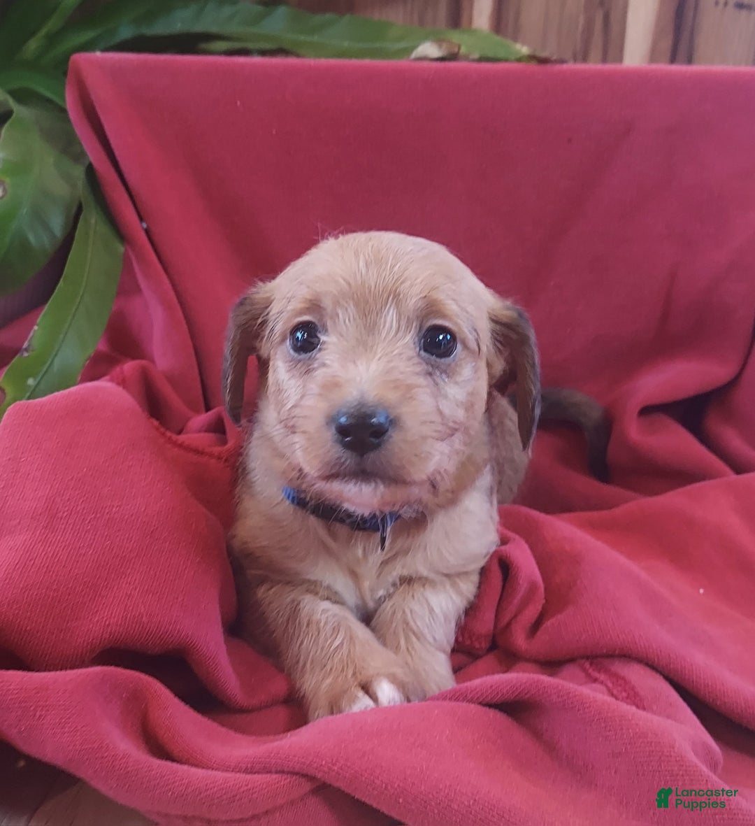 Jackapoo dogs for sale: Thomas - Ad 7