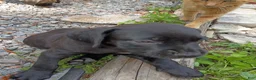 Cane Corso dogs for sale: Cane Corso Puppy 1 - Ad 15