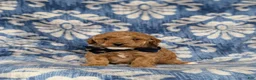 Miniature Poodle dogs for sale: Scoobie - Ad 4