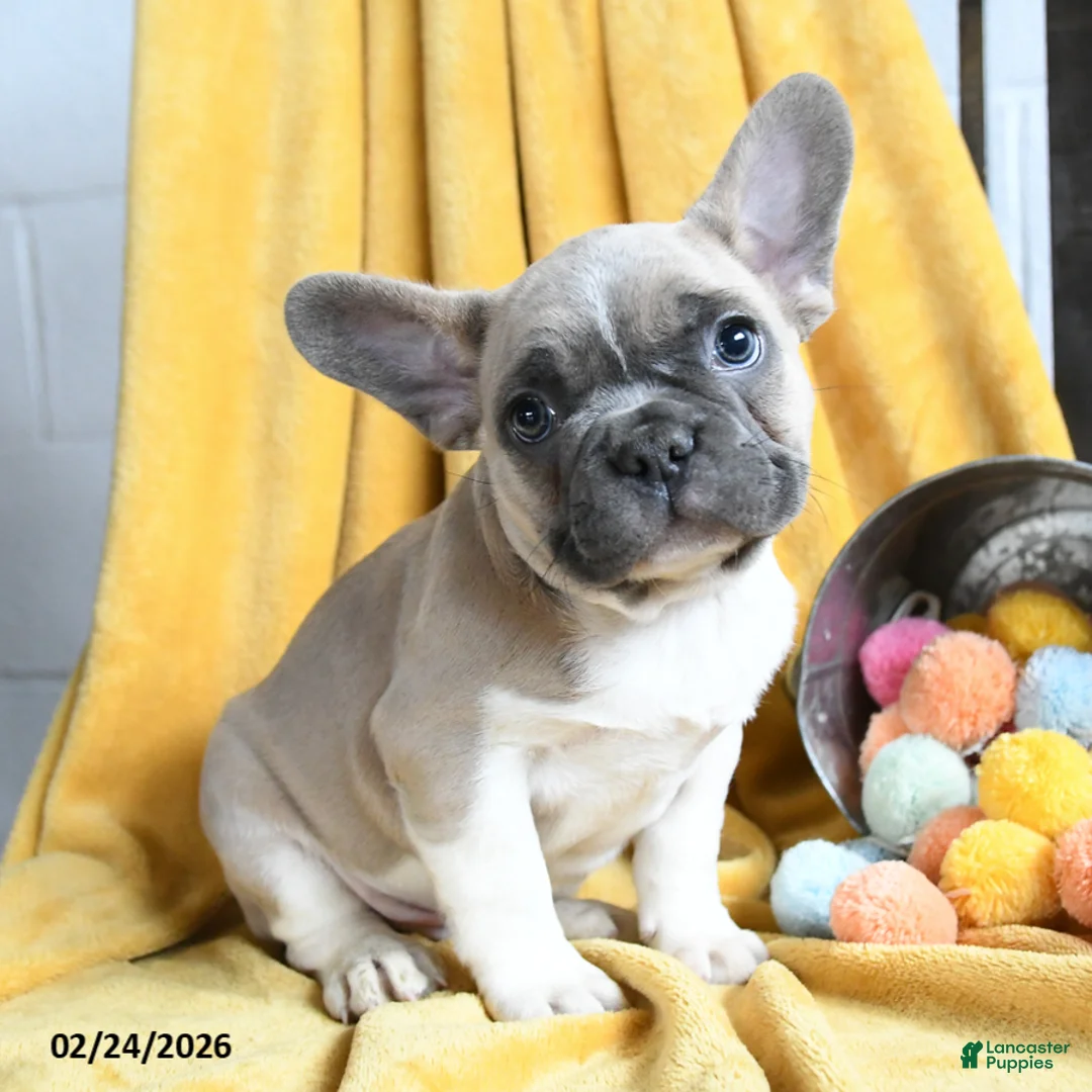 French Bulldog dogs for sale: Lumiere - Ad 4