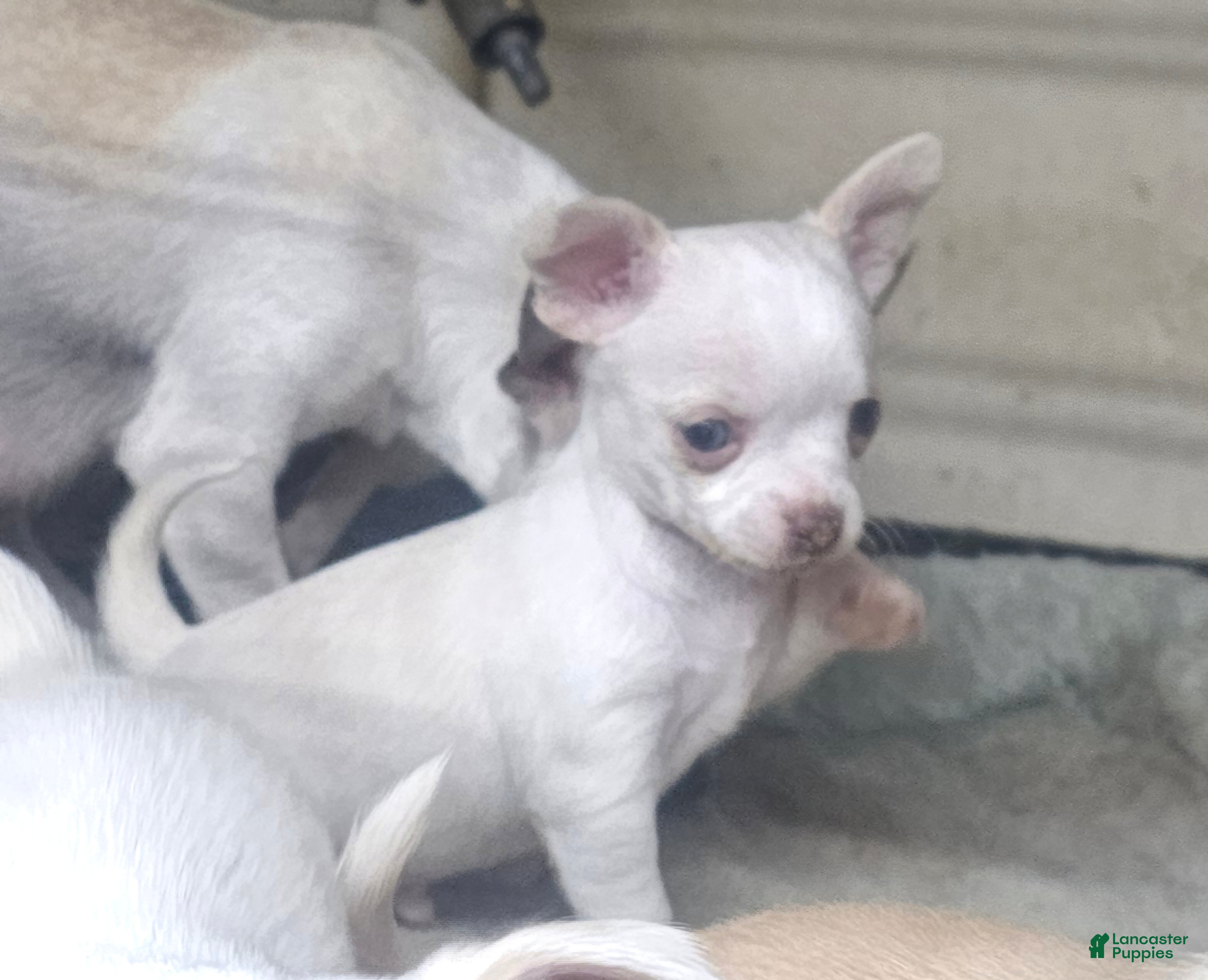 Chihuahua dogs Harvey - Ad 25