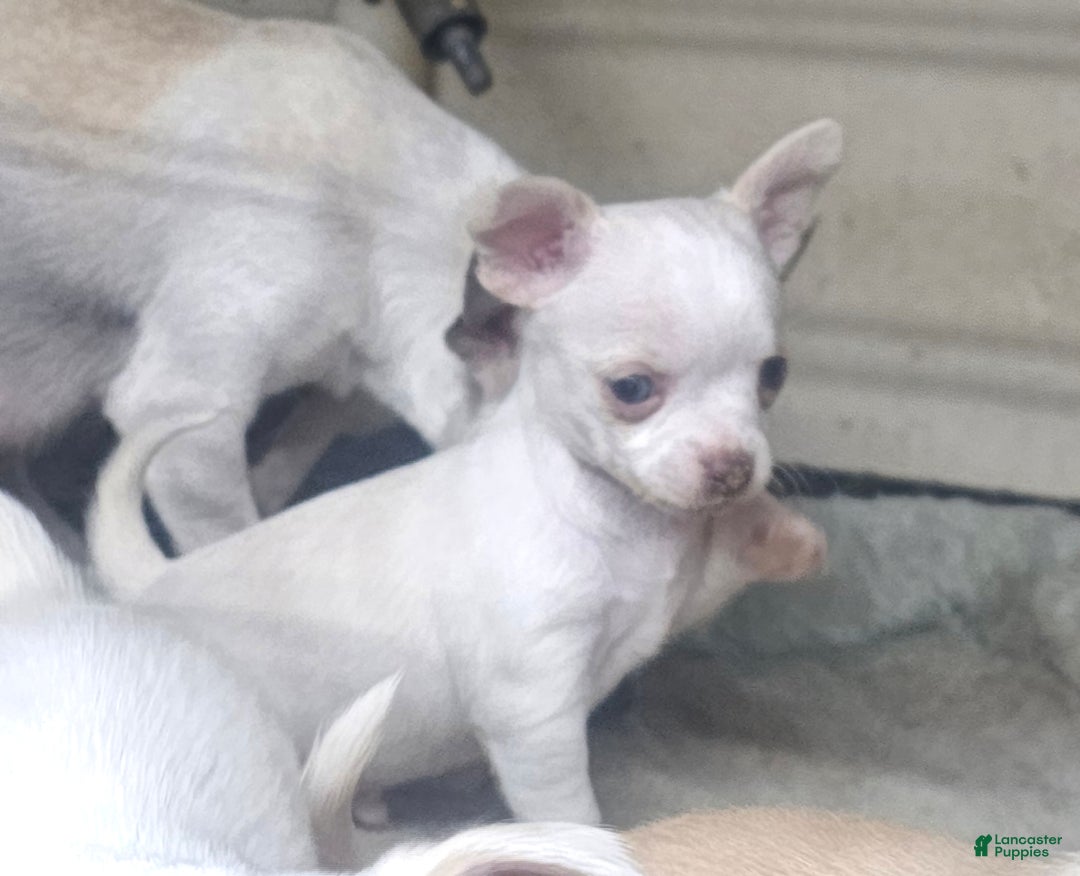 Chihuahua dogs for sale: Harvey - Ad 1