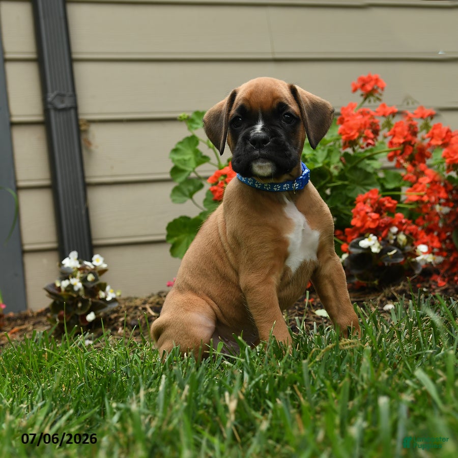 Boxer dogs Dilly - Ad 1