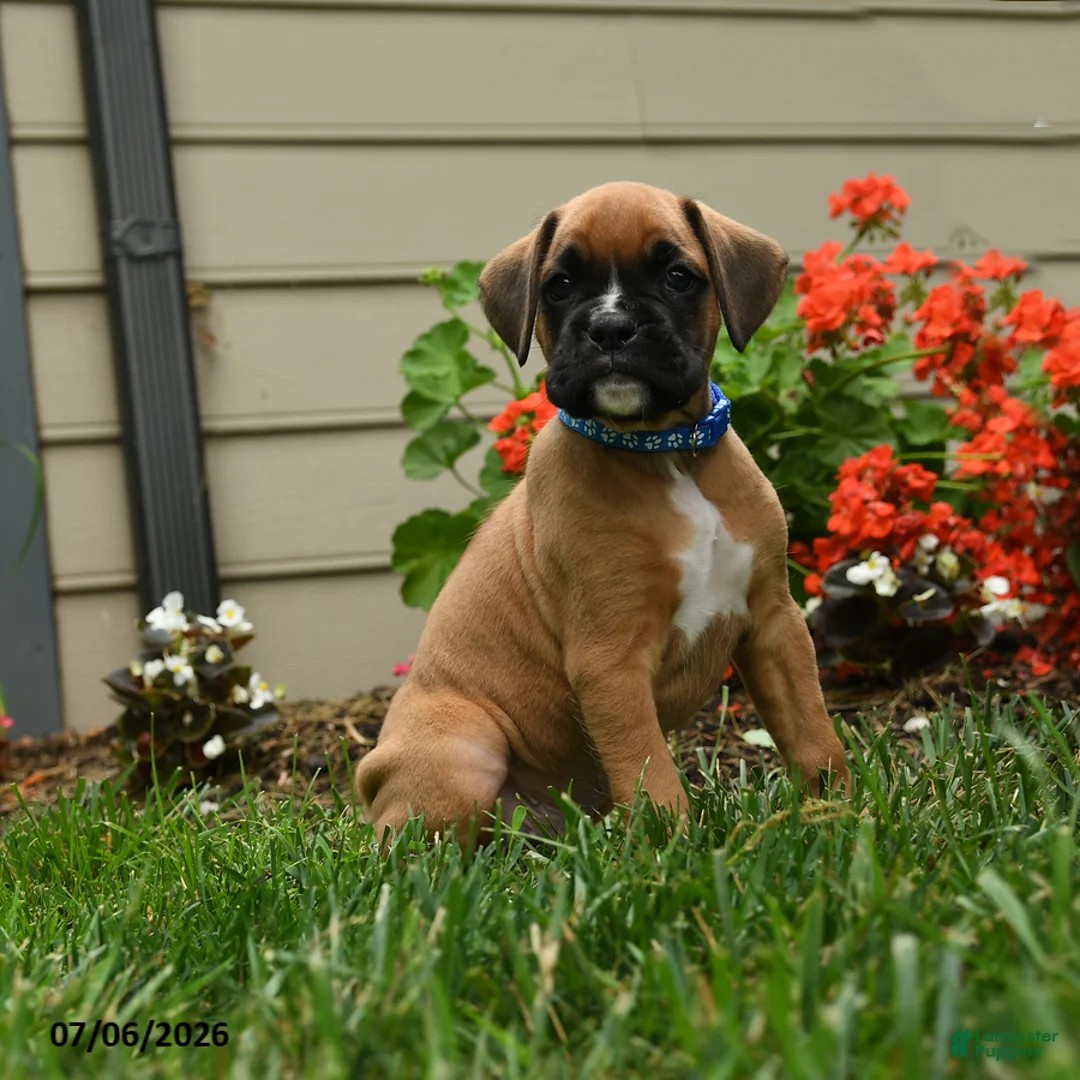 Boxer dogs for sale: Dilly - Ad 1