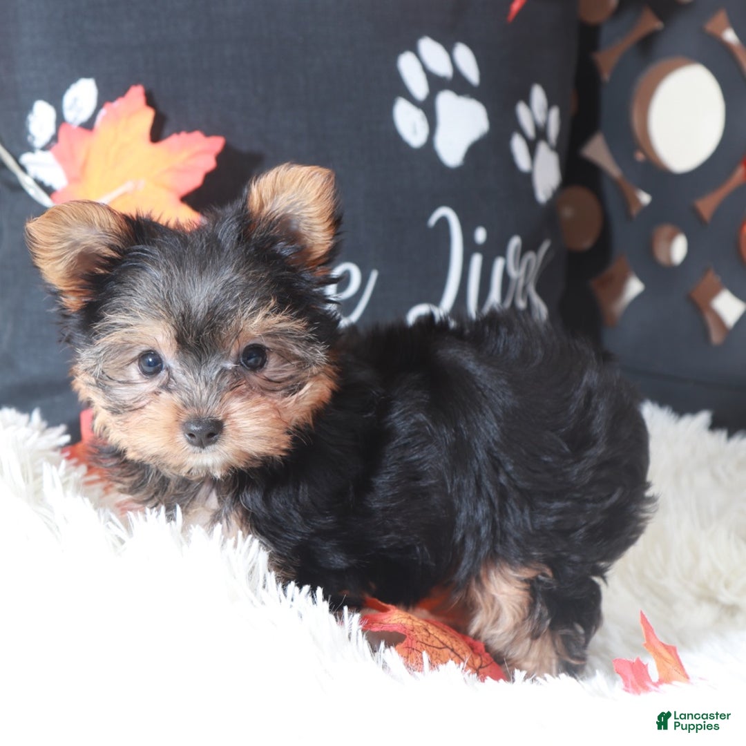 Yorkshire Terrier dogs for sale: Georgia - Ad 3