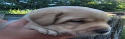 Labrador Retriever dogs for sale: Lasso - Ad 4