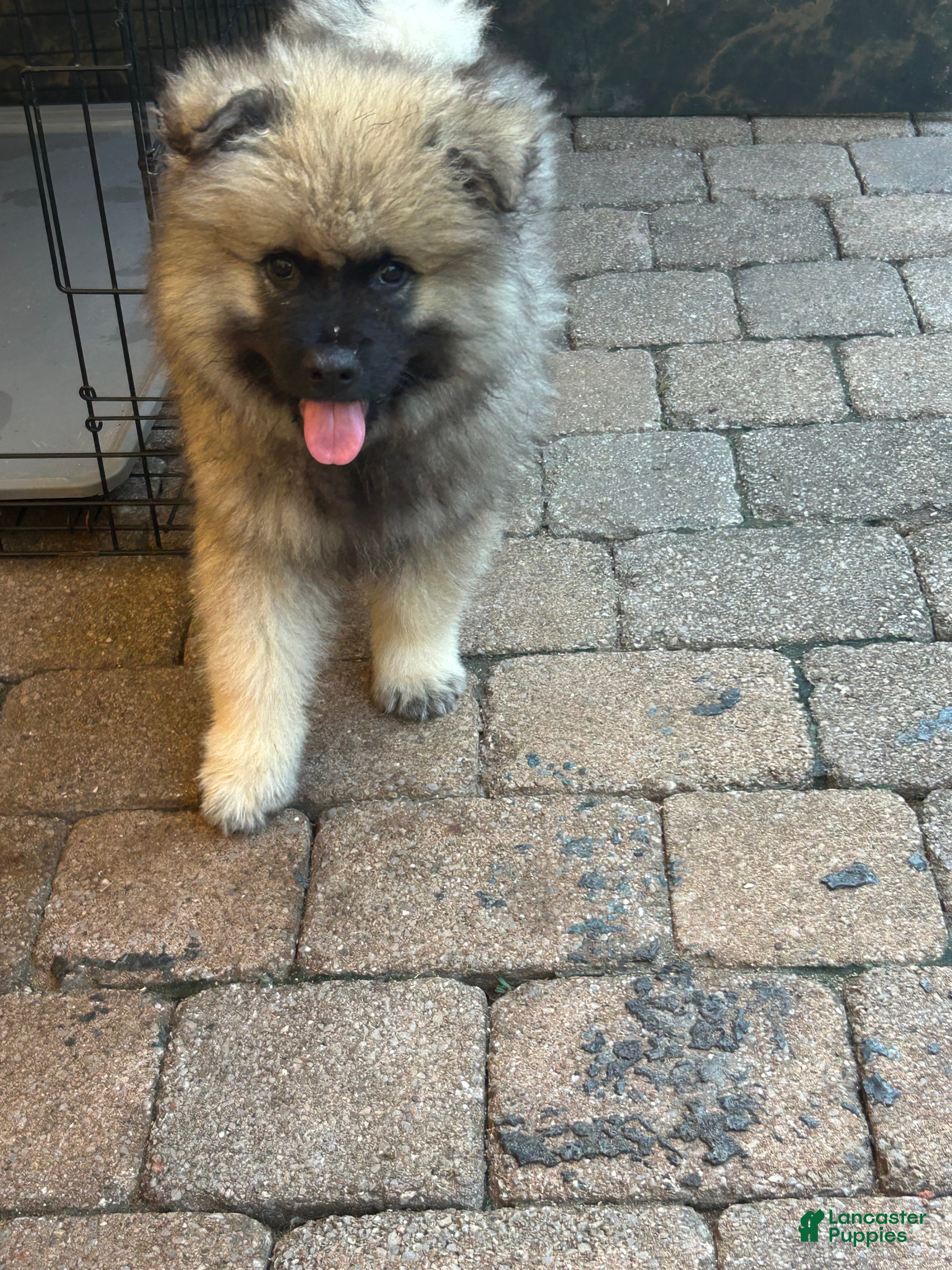 Keeshond dogs Jasper  - Ad 17