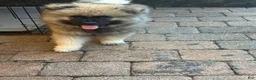 Keeshond dogs for sale: Jasper  - Ad 1