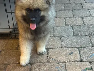 Keeshond dogs Jasper - Ad 4
