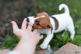 Mixed Breed dogs Mixed Breed 1 - Ad 38
