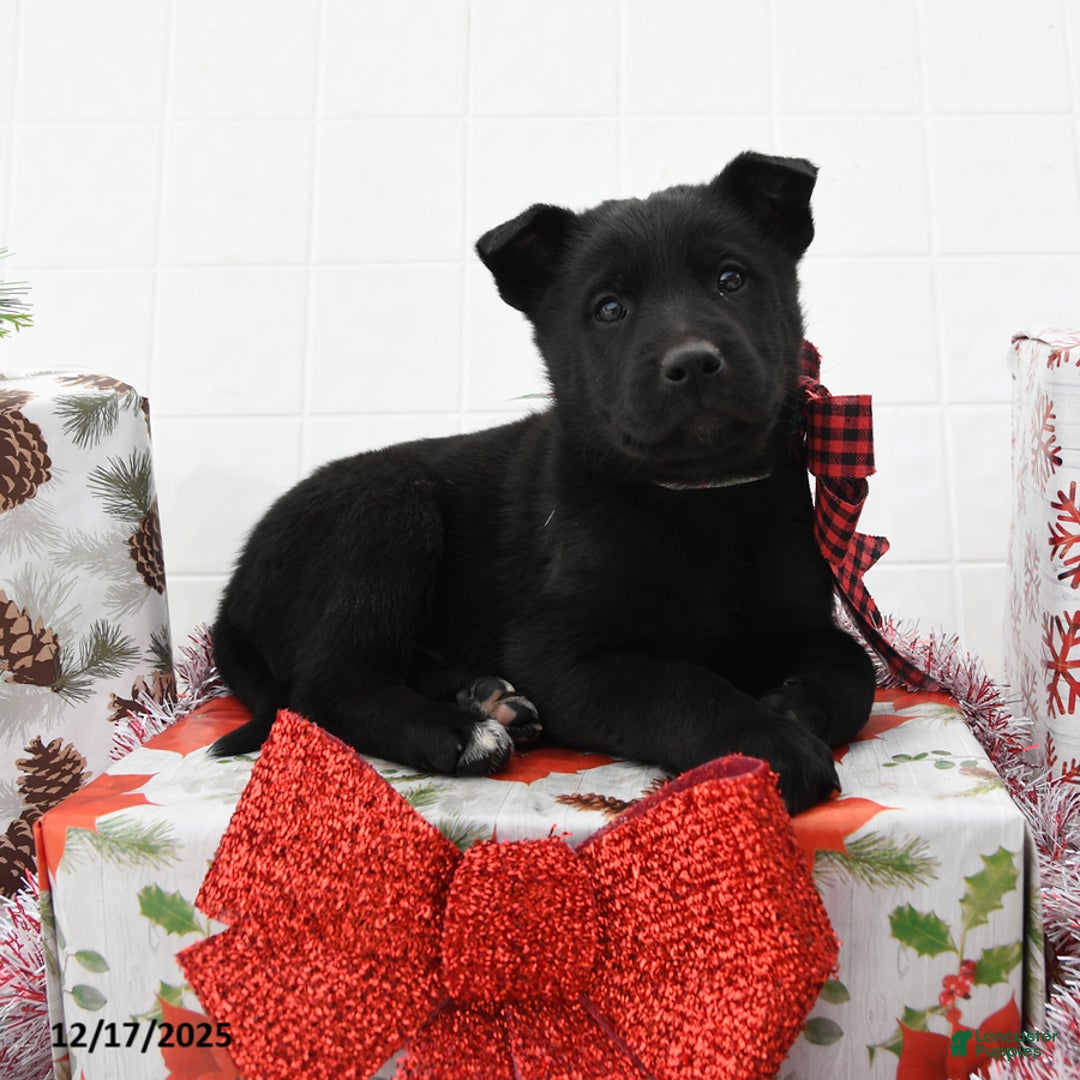 Mixed Breed dogs for sale: Georgie - Ad 3