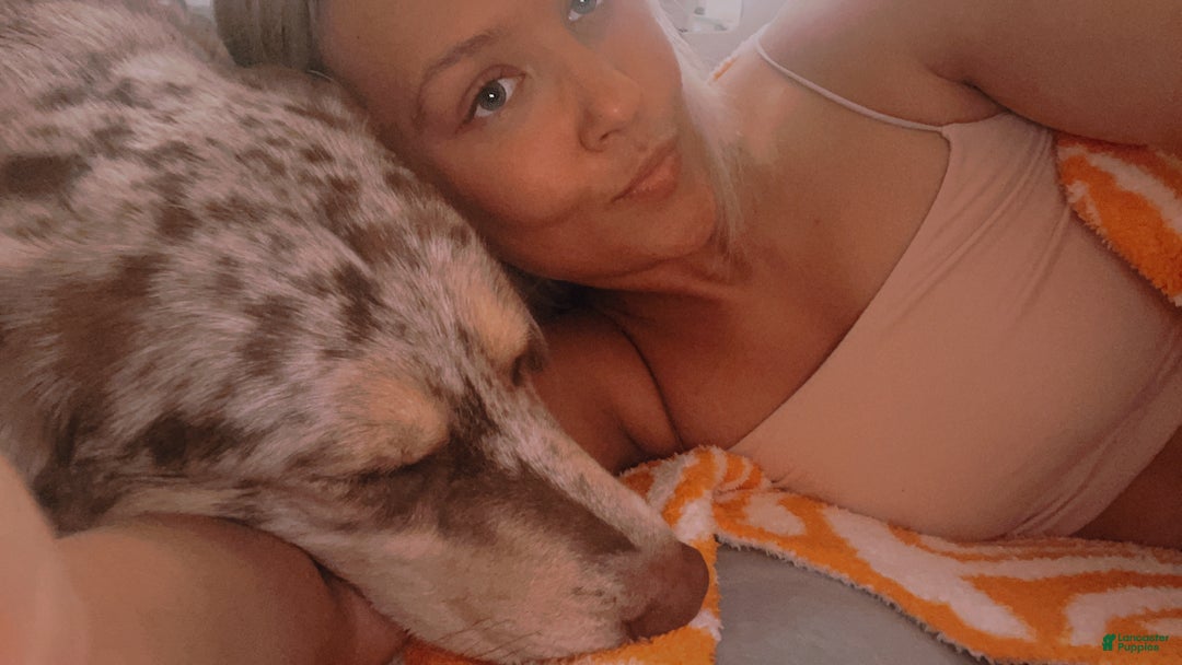 Siberian Husky dogs for stud: Moose Ausky  - Ad 16