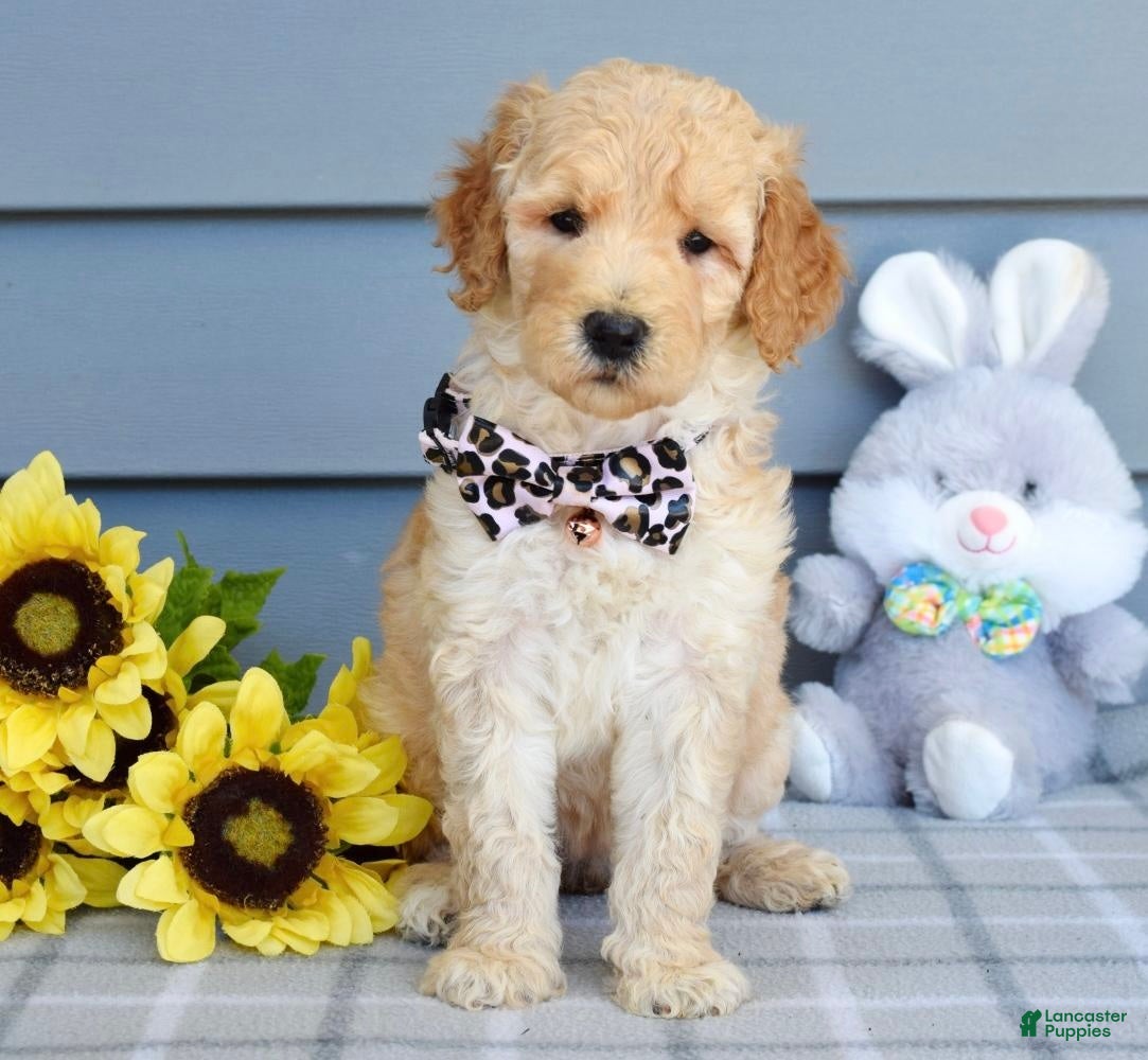 Goldendoodle dogs Hailey - Ad 1