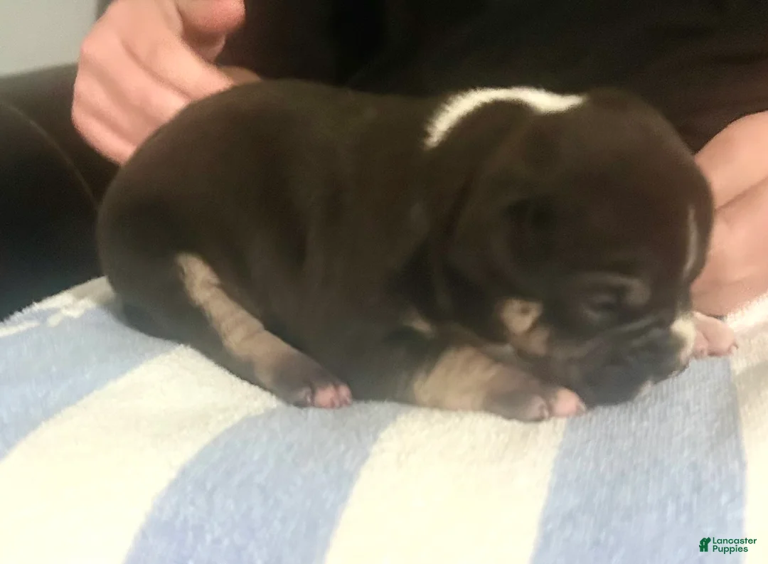 American Bully dogs for sale: Turbo - Ad 2
