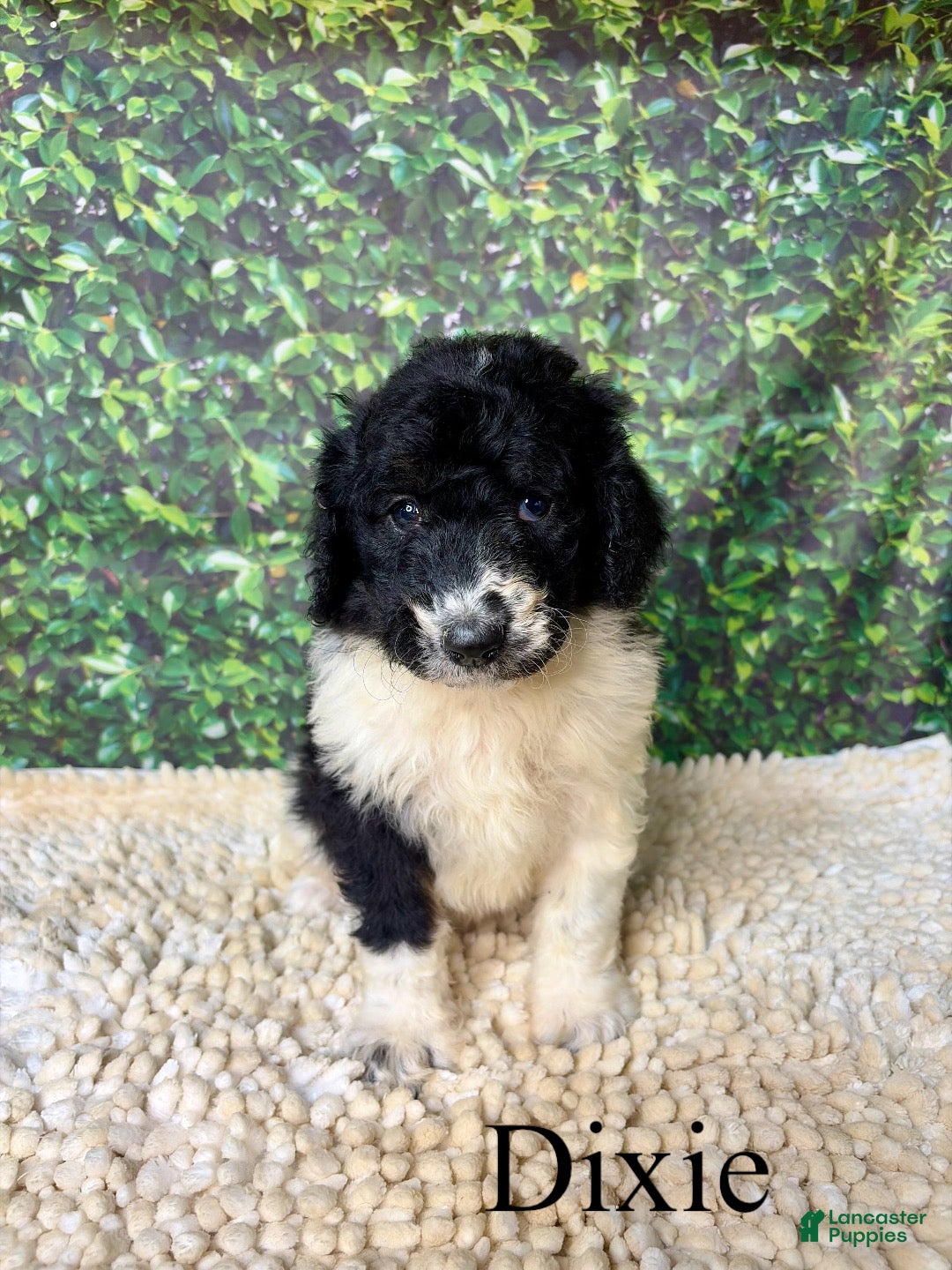Bernedoodle dogs Dixie - Ad 2
