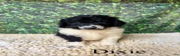 Bernedoodle dogs for sale: Dixie - Ad 2