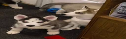 Siberian Husky dogs for sale: Siberian Husky 3 - Ad 6