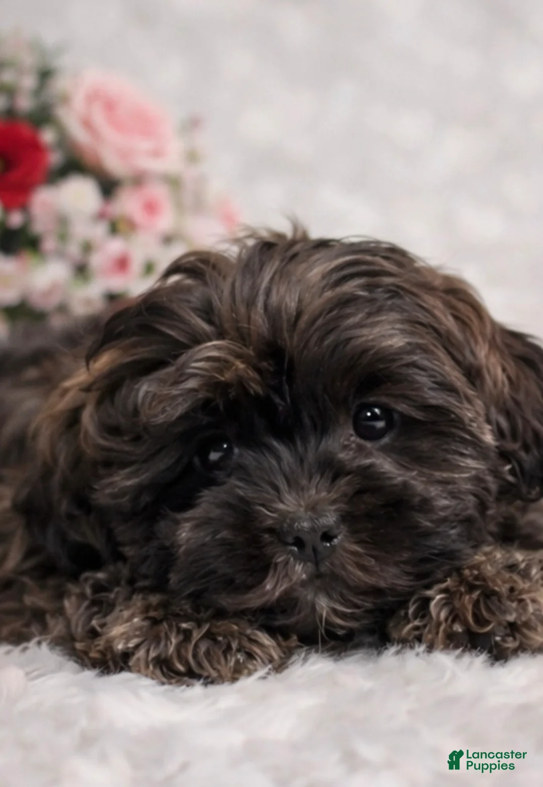 Shihpoo dogs for sale: Lovey - Ad 4