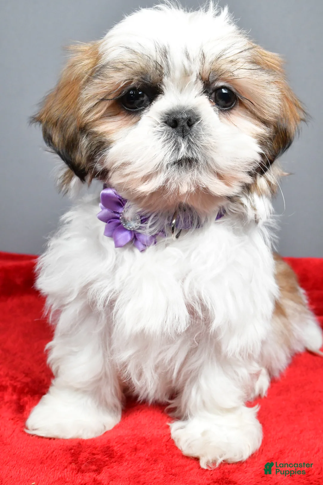 Shih Tzu dogs for sale: Isabella - Ad 6