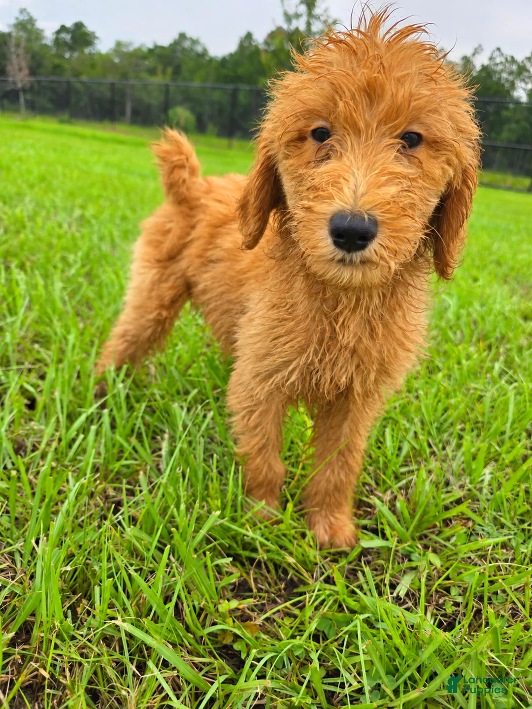 Goldendoodle dogs for sale: Teddy - Ad 2