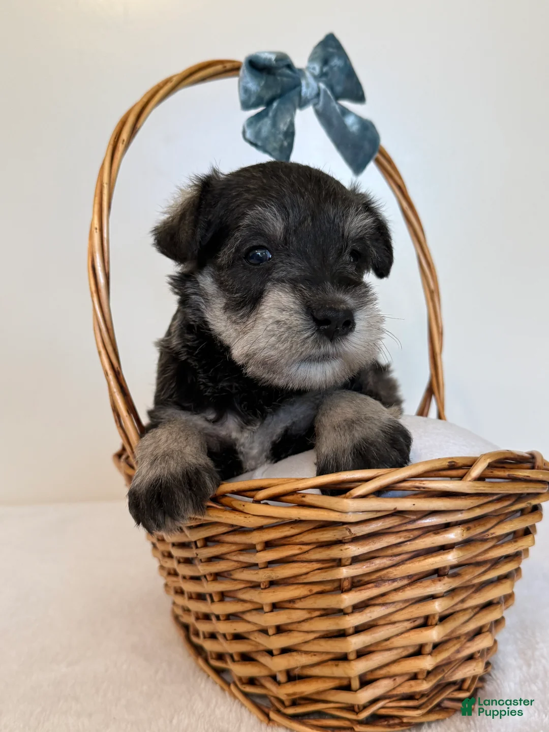 Miniature Schnauzer dogs for sale: Shep Miniature Schnauzer  - Ad 3