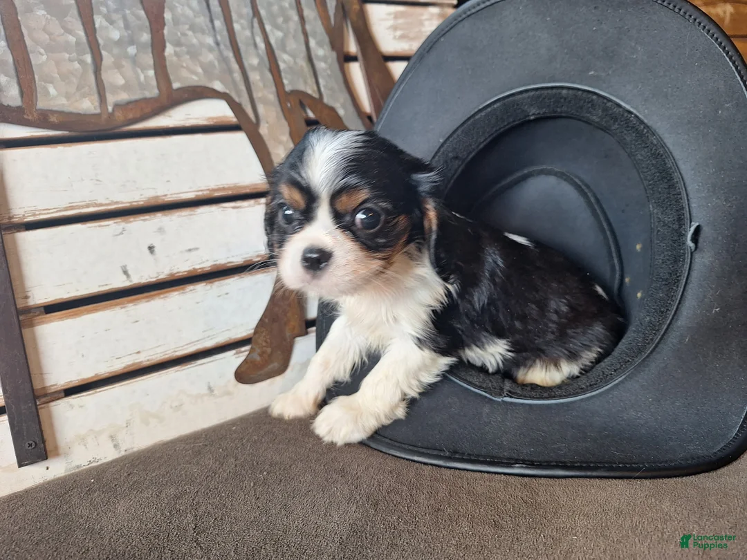 Cavalier King Charles Spaniel dogs for sale: River - Ad 2