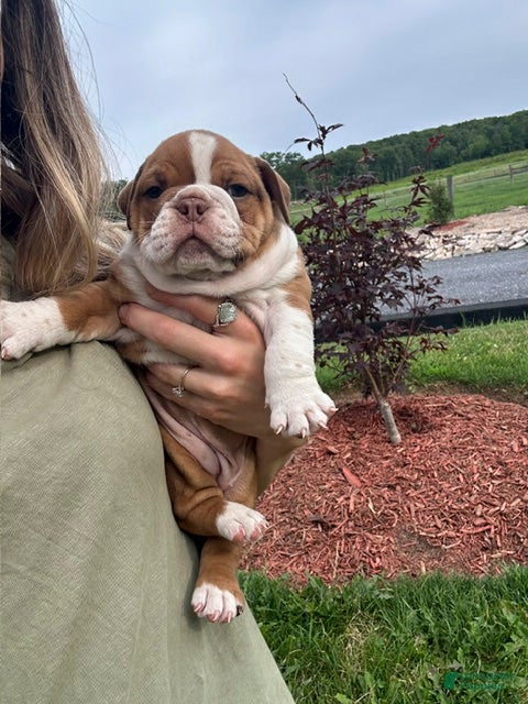 English Bulldog dogs Bella - Ad 2