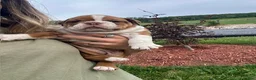English Bulldog dogs for sale: Bella - Ad 2