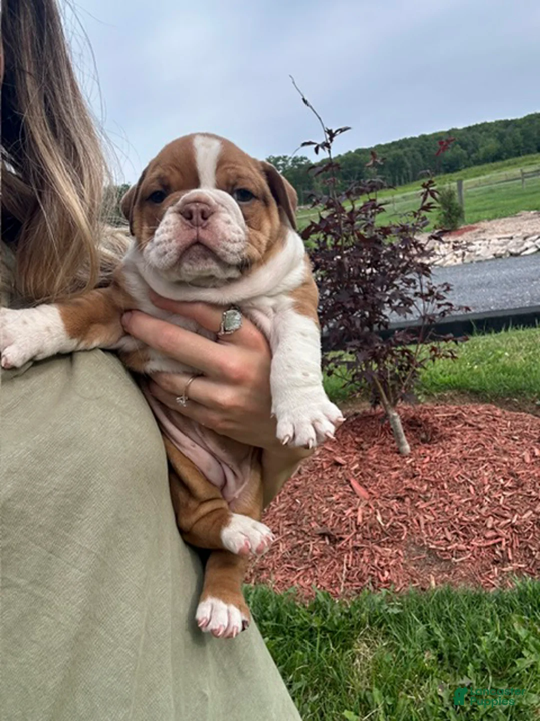 English Bulldog dogs for sale: Bella - Ad 2