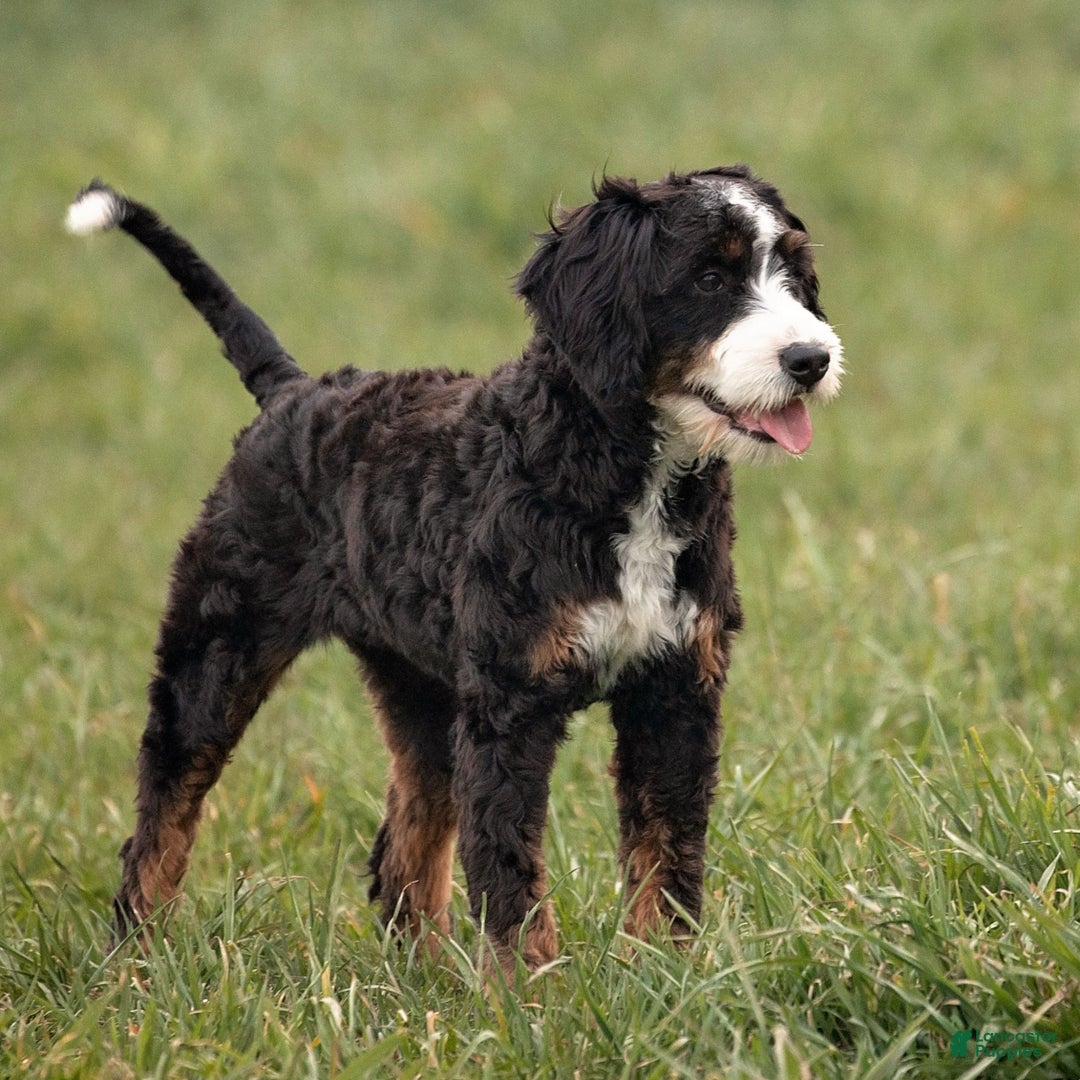 Mini Bernedoodle dogs for sale: Josie  - Ad 4
