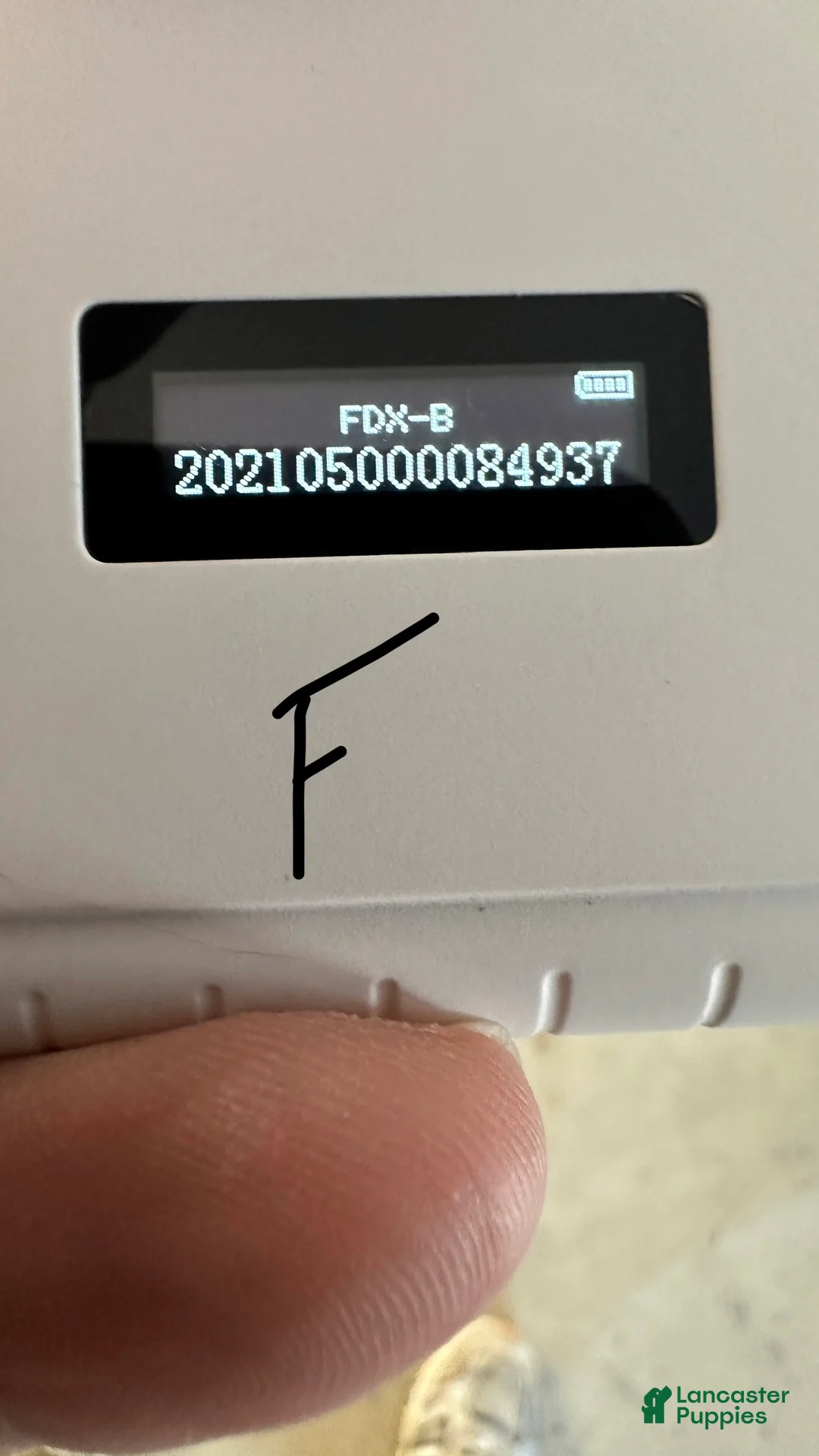 Cavapoo dogs for sale: Girl Dotty - 4936 - Ad 11