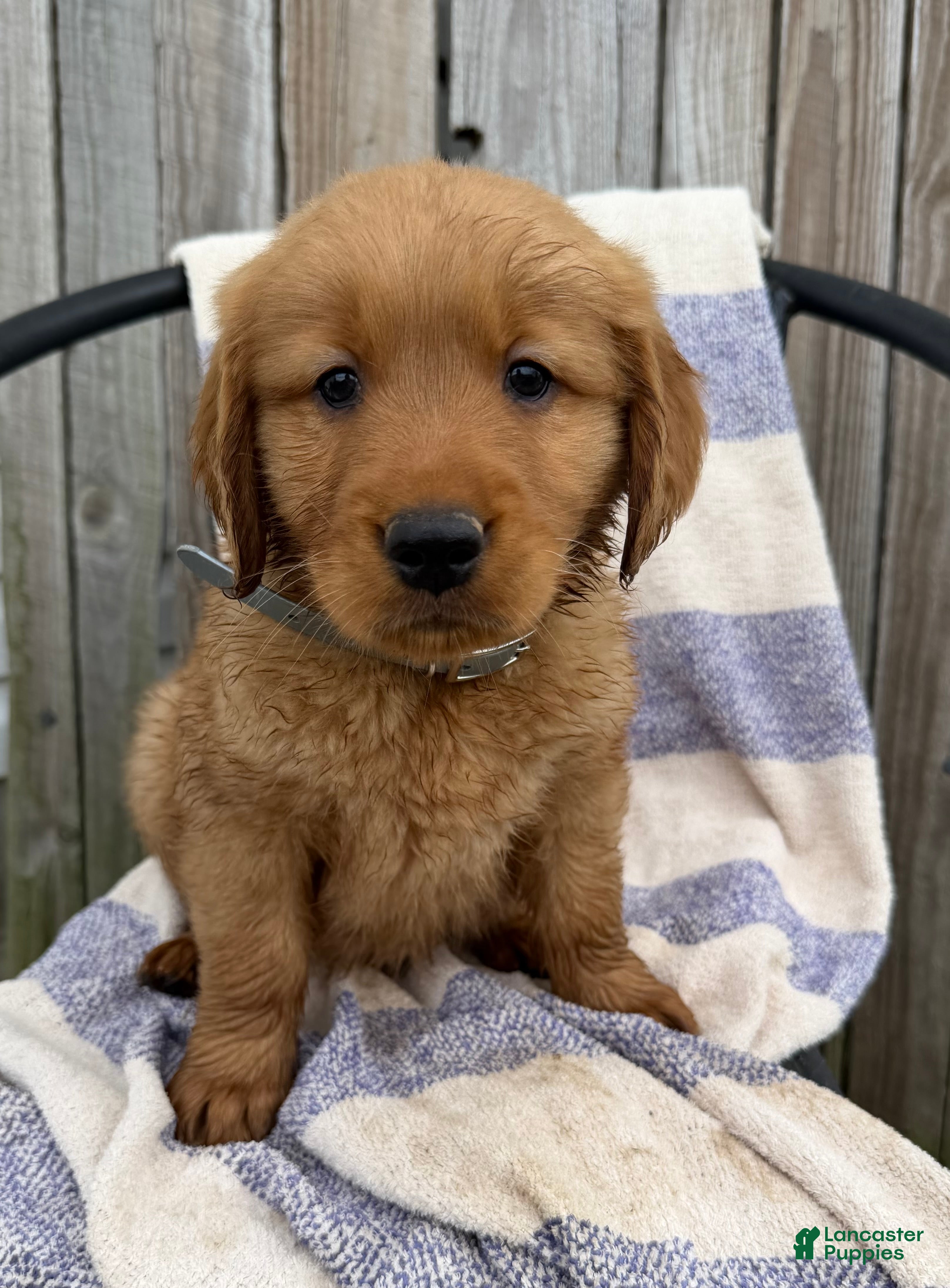 Golden Retriever dogs Dozer - Ad 1