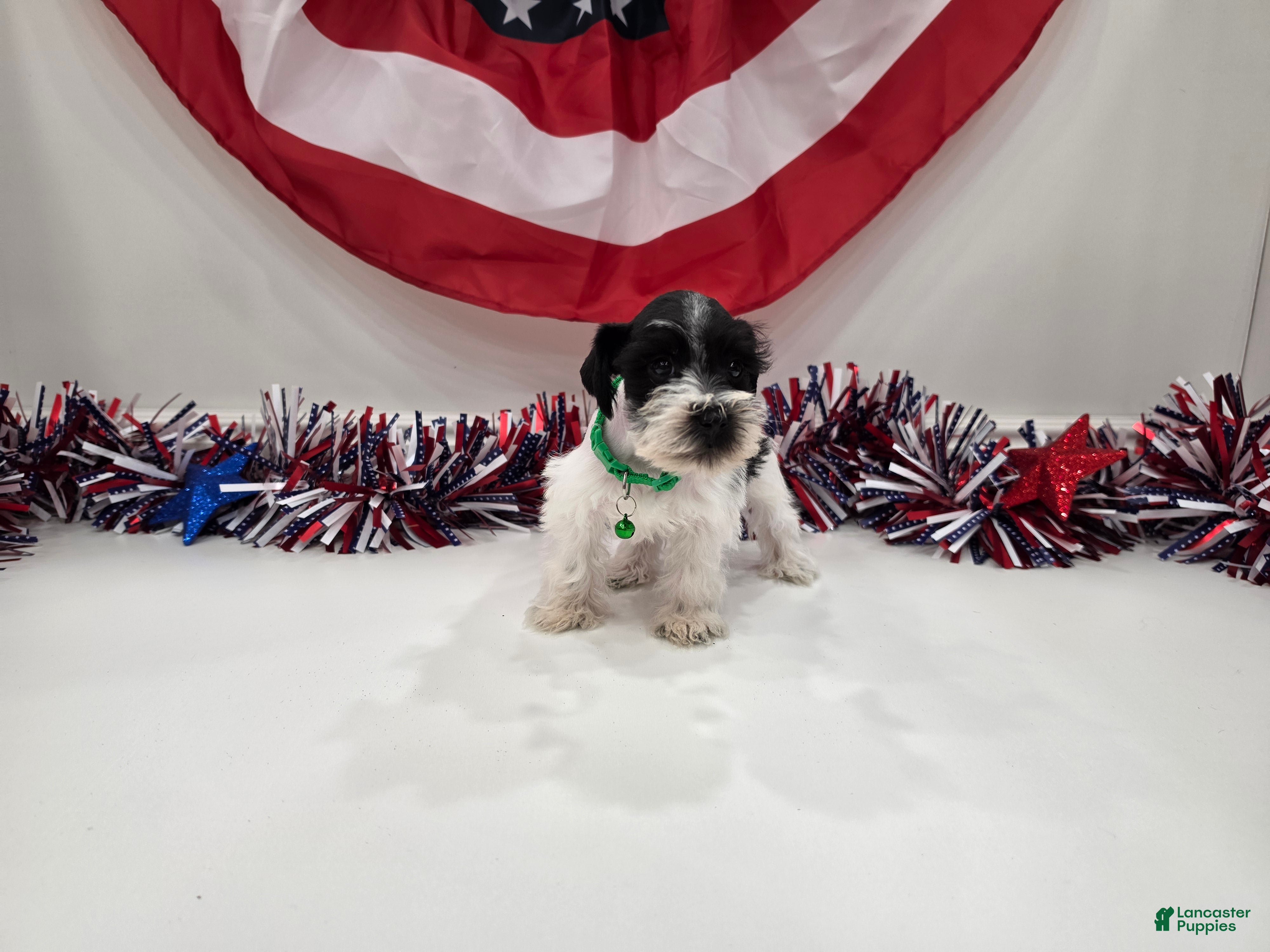 Miniature Schnauzer dogs for sale: Maverick black parti  - Ad 1