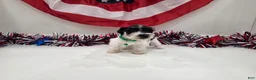 Miniature Schnauzer dogs for sale: Maverick black parti  - Ad 1