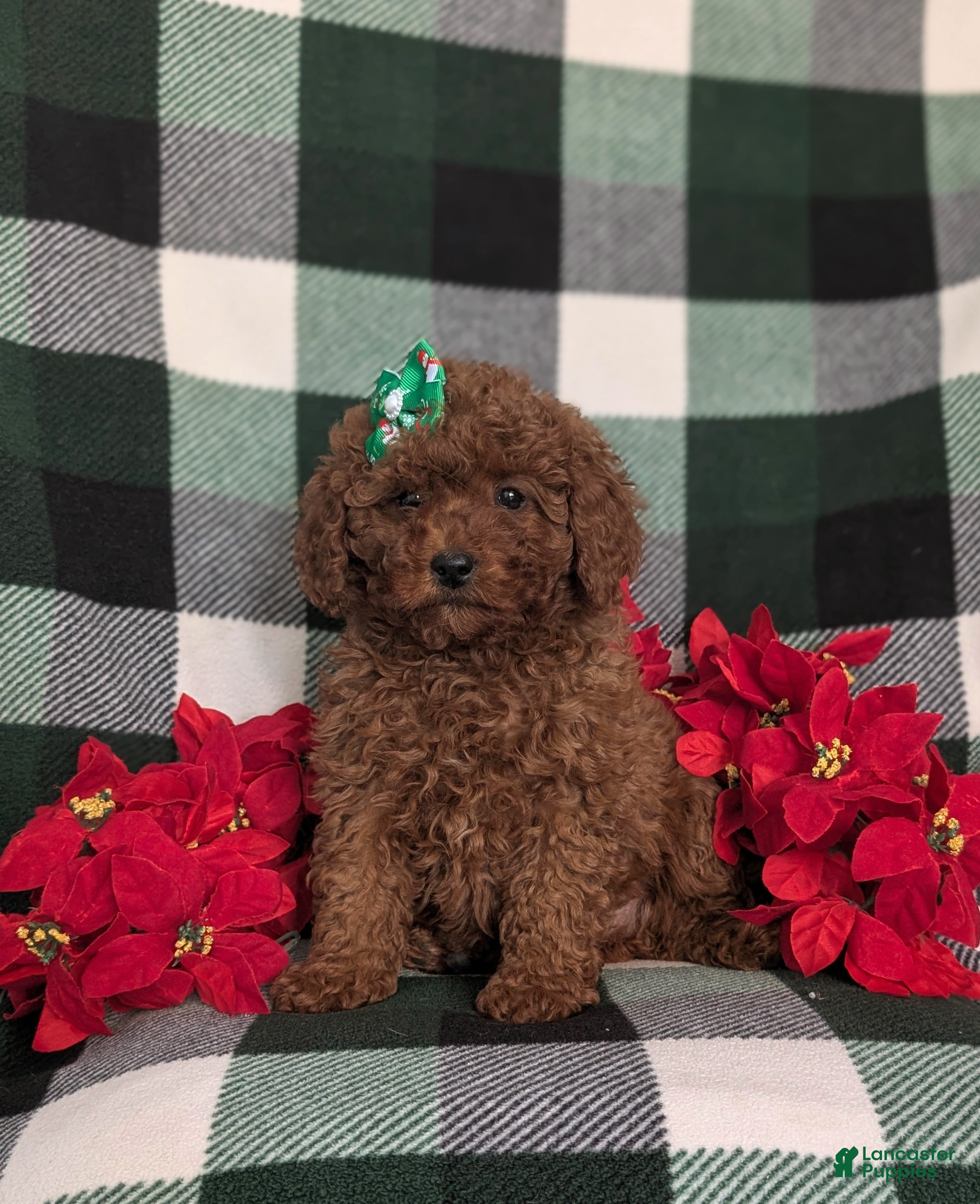 Miniature Poodle dogs Chanelle Ready for Christmas - Ad 37