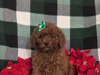 Miniature Poodle dogs Chanelle Ready for Christmas - Ad 37