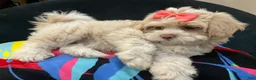 Shih Tzu dogs for sale: Leelee - Ad 3