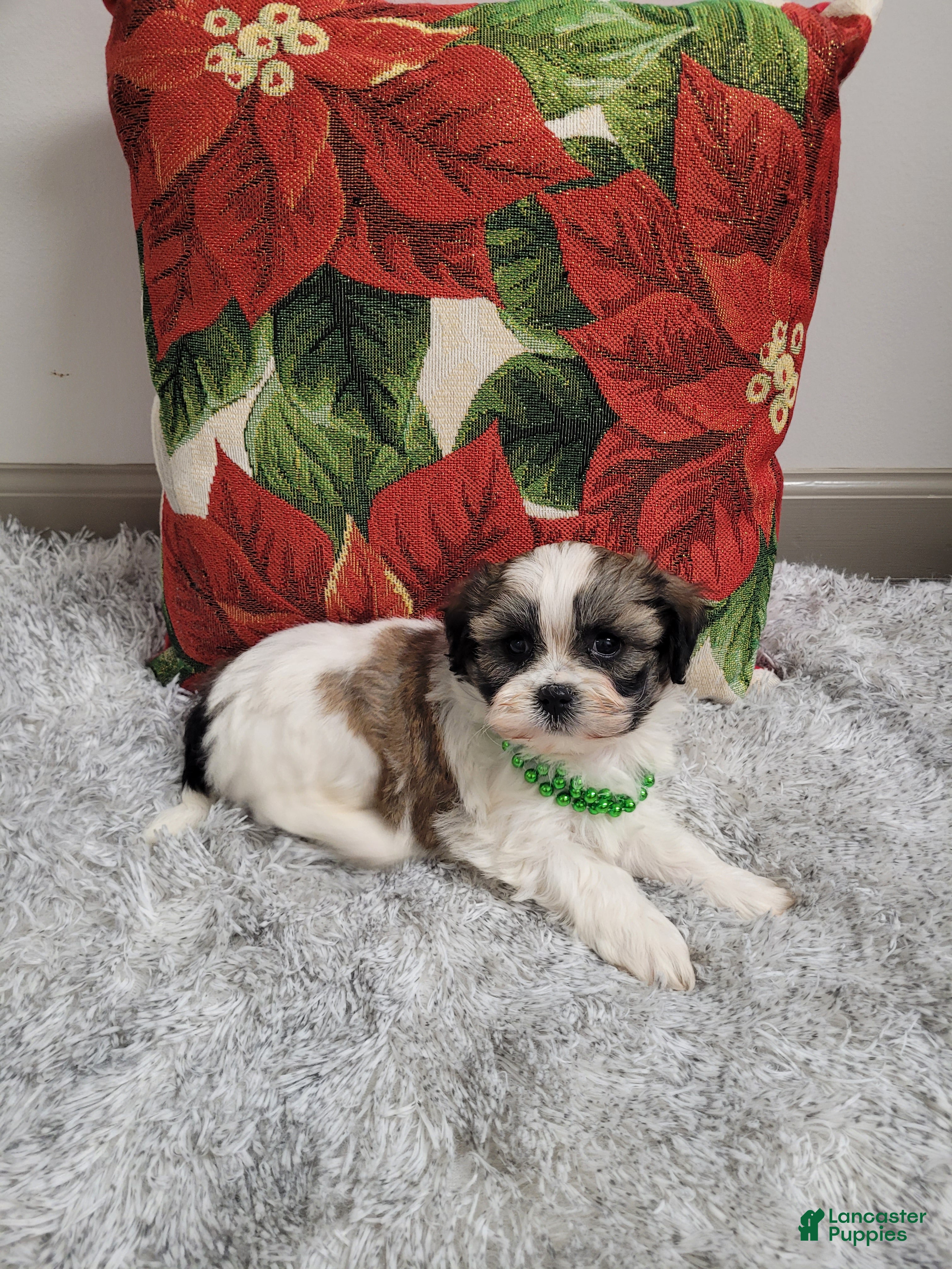 Teddy Bear dogs Brandon - Ad 26