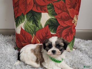 Teddy Bear dogs Brandon - Ad 21