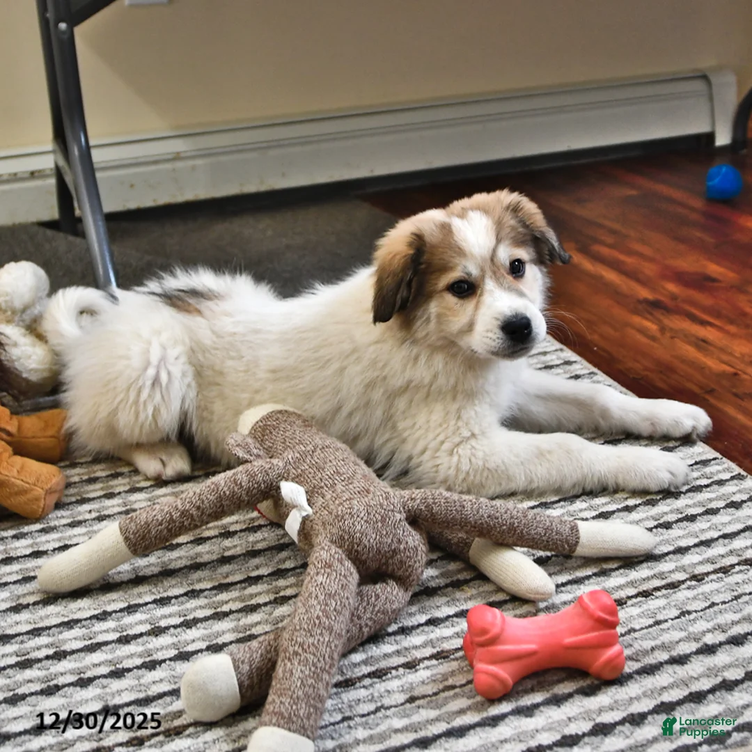 Great Pyrenees dogs for sale: Haley - Ad 3